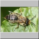 Andrena flavipes - Sandbiene 04 - OS-Hasbergen-Lehmhuegel det.jpg